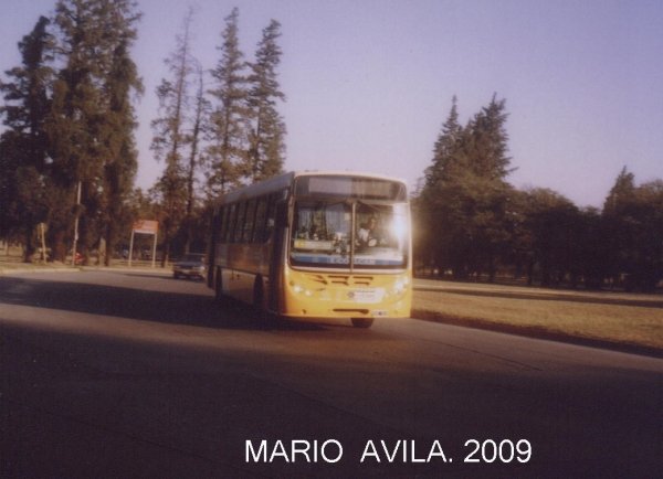 CONIFERAL   SACF
ROTONDA  DEL  PARQUE  SARMIENTO.
