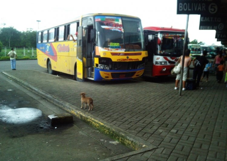 BUSSCAR EL BUS 320 (EN ECUADOR) - FLOTA BOLIVAR (DE QUEVEDO)
TERMINAL TERRESTRE DE QUEVEDO
