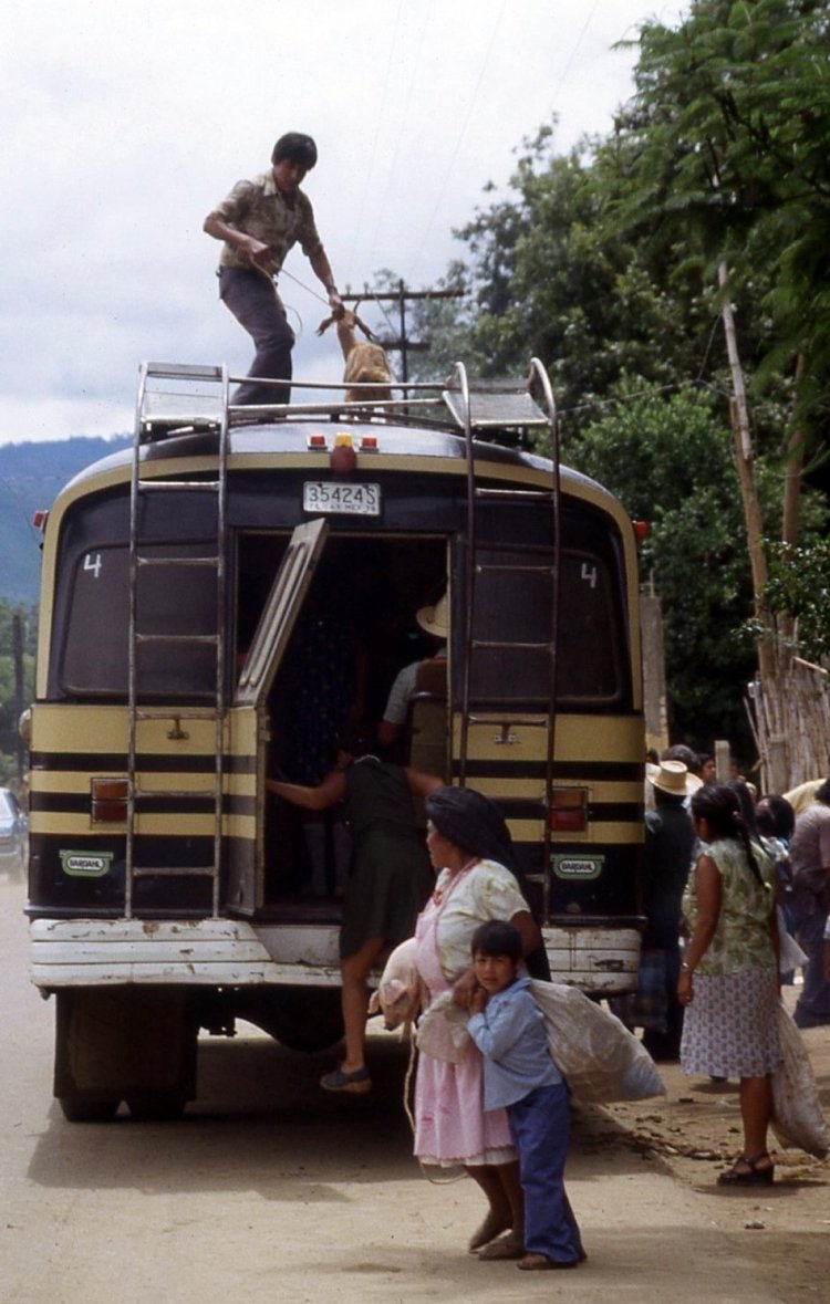 ?? - ?? - ? (En México)
35424 S

Foto de Wim Bilo, tomada https://picasaweb.google.com
Palabras clave: mexico