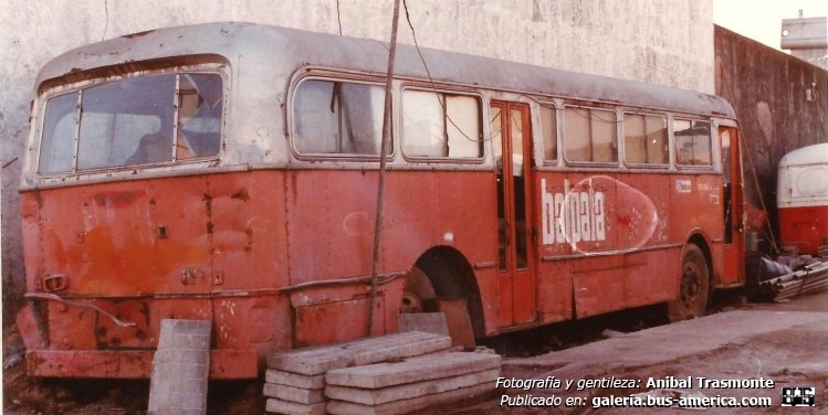 Leyland Royal Tiger - Serra - ex Transp. Saavedra
Ex líneas 30 & 31 (Buenos Aires)

Fotografía y gentileza: Anibal Trasmonte

Puede conocer la historia de esta línea en: [url=http://bus-america.com/revista/Notas/30&31.htm]Revista Bus América, líneas 30 y 31, sus histórias[/url]


Archivo posteado por segunda vez, originalmente posteado en 2018
